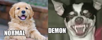 Scratches, bruises, being pushed/pulled, or having your hair pulled are warning signs. Dog Meme Template Doge Evil Smile Novocom Top