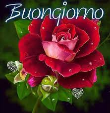 Scarica e usa 20.000+ foto di archivio di rose gratuitamente. Buongiorno Red Roses Rose Painting Flowers