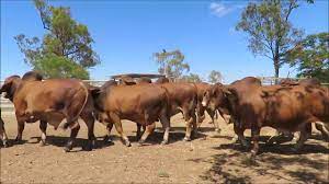 Please call or email us anytime at office@324landandcattle.com to discuss our current sale listings. Somerview Red Brahmans Sale Bulls Youtube