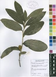 Image result for Dichapetalum edule