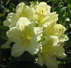Yellow Rhododendron Capistrano Rhododendron The Best Hardy Yellow Rhododendron Flower Pots Plant Nursery Rhododendron