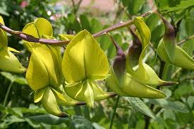 Image result for Crotalaria agatiflora