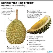 Toward the end of may you can. Chinese Hunger For World S Smelliest Fruit Threatens Malaysian Forests
