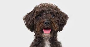 We did not find results for: Schnoodle Meine Hundenamen