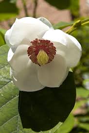 Magnolia Sieboldii The National Flower Is Known As Mokran In North Korea North Korea National Symbols Flowers