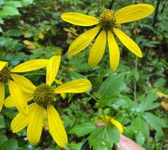 Image result for Rudbeckia laciniata