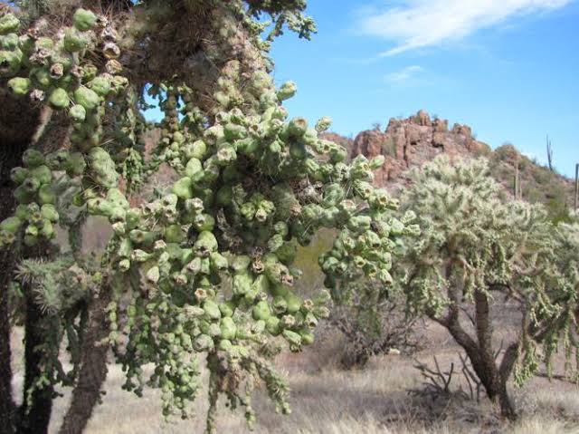 Admire the jumping cholla cactus, but beware of its tricks