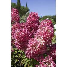 Plant profile of hydrangea paniculata 'pink diamond' on gardenersworld.com. Hydrangea Paniculata Diamond Rouge R Pflanzen Fur Dich De 16 95