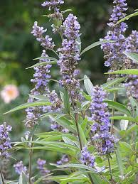 Image result for Vitex thyrsiflora