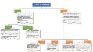 Draw A Flowchart To Show Different Modes Of Nutrition And