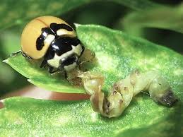 The types of caterpillars feeding that do the most damage to autumn crops are the kind that turns into moths. Lady Eats Caterpillar Coccinella Trifasciata Bugguide Net