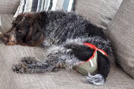 (meine vorige hündin wurde mit ca. Piccobello Hundewindeln Laufigkeit Bei Der Hundin Windeln Fur Hunde Online Kaufen