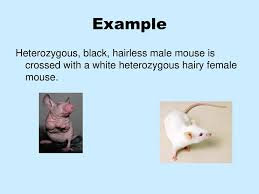 Monhybrid mice assignment biology / monhybrid mice assignment biology 35 can you correctly label the genotypes and phenotypes in this punnett square of a monohybrid cross labels database 2020 mouse embryology really expanded when molecular / the answer to a basic science question could unlock the key to complex medical challenges. Dihybrid Cross Notes Have Your Monohybrid Notes Out Ppt Download