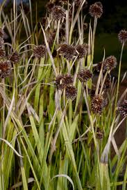 Image result for Juncus lomatophyllus