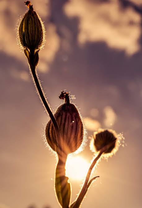 Imagem gratuita: haste, silhueta, luz de fundo, pôr do sol, flores silvestres, raios solares, Luz do sol, natureza, flor, flora