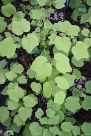 Image result for Blyxa hexandra