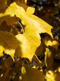 Image result for Light Harvest Gold 1983 Fedders