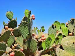 I would recommend finding a restaurant that serves a nopales dish, finding a few recipes or maybe just settling for a. Nopal Cactus Health Benefits Uses And Recipes Erbology