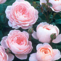 It is a hardy, short, upright, bushy shrub forming fully double, lightly fragrant, pink flowers. Kompozitni Drevo Queen Of Sweden Rose