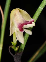 Image result for Polystachya vulcanica