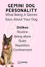 Gemini Dog Personality What Being A Gemini Says About Your Dog Dog Personality What Is A Gemini Gemini