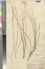 Image result for Trachyandra saltii