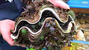 What are giant clam's predators? Street Food In Japan Giant Clam Youtube