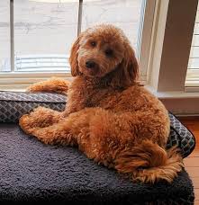 Goldendoodles are highly intelligent and loyal companions, their affectionate and gentle nature makes them some of. Testimonials