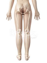 Tom scheve the human body is an incredible machine. Female Skeleton Legs Stock Photos Freeimages Com