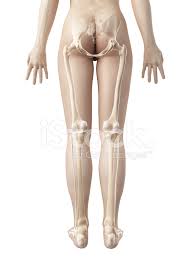 The pelvic skeleton is formed in the area of the back, by the sacrum and the coccyx and anteriorly and to the left and right sides, by a pair of hip bones. Female Skeleton Legs Stock Photos Freeimages Com