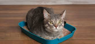 Spaying a female cat when she is young greatly reduces the chances of breast cancer. Crystals In Cat Urine And How To Treat Them Blue Buffalo