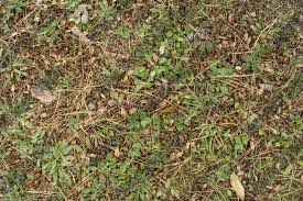 Check spelling or type a new query. Forest Floor Terrain 0031 Texturemax