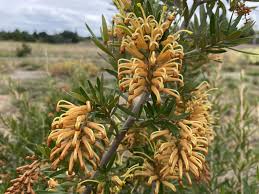 Image result for Grevillea