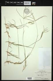 Image result for Cynodon aethiopicus