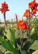 We did not find results for: Midwest Gardening Selecting The Best Performing Annuals For Your Gardens And Containers