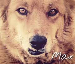 Looking for a dog biscuit recipe