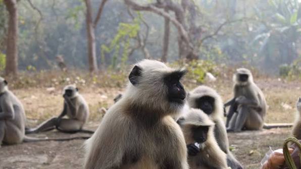 Langurs of Maheshpur: Forests vanish, hunger grows for 200 black-faced  langurs | The Daily Star