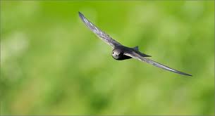 Результат пошуку зображень за запитом "стриж"