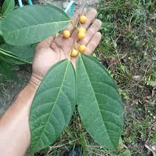 Image result for Ficus oreodryadum