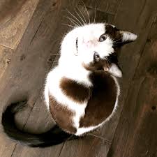 i love this terrible cat i rescued him two years ago and he would just hiss at everyone nonstop he now loves us back maybe why do cats purr cats cat