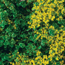 Maybe you would like to learn more about one of these? Fish Scale Sedum Finegardening