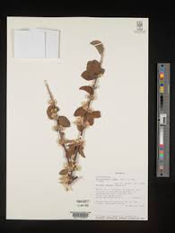 Image result for Erianthemum dregei