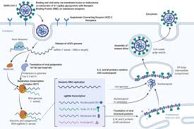 Figure Covid 19 Corona Replication Contributed By Rohan Bir Singh Md Statpearls Ncbi Bookshelf