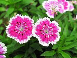 Cheap pretty flowers to plant. 21 Easy Flowers For Beginners Garden Design