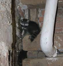 Waschbar Im Haus Marder Muller