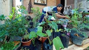 Untuk ini, anda dapat menempatkan tanaman hias bugenvil yang indah ini di halaman anda. Jualan Online Tanaman Hias Dapat Cuan Saat Pandemi