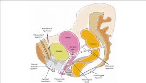 In women, the ligaments of the joint soften during pregnancy, enabling the increase of pelvic diameter during childbirth. Representative Image Of The Pelvic Floor Ligaments And Their Relative Download Scientific Diagram