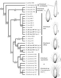 Image result for Eriochrysis pallida