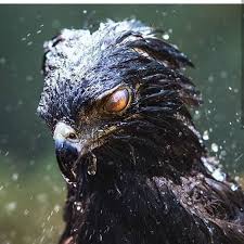 Attack Ships On Fire Off The Shoulder Of Orion I Ve Seen Things You People Wouldn T Believe Attack Ships On Fire Off The Shoulder Of Orion I Watched C Beams Glitter Hawk Eagle Wildlife Animals Black Hawk