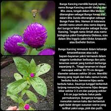 Kumpulan nama bunga lengkap beserta gambar dan deskripsinya. Jual Tanaman Hias Bunga Kancing Kenop Bibit Pohon Gomphrena Globosa Berbunga Unik Di Lapak Putra Bibit Bukalapak